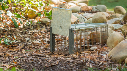 Raccoon Removal Service